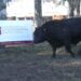El 20 de agosto, Tres Arroyos será sede del tradicional remate de reproductores de La Leopoldina y San Patricio
