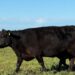 Tres Arroyos se suma a la Red Nacional de Municipios Agroecológicos