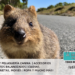 El Quokka