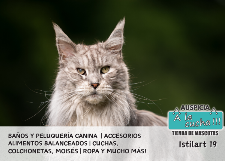 El Maine Coon
