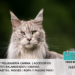 El Maine Coon
