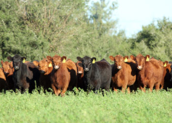 Remate anual de la cabaña La Reforma en Ayacucho