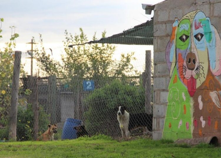 Lorena Tenaglia, de PACMA: “El refugio sigue con muchas mascotas y necesitamos más apoyo”