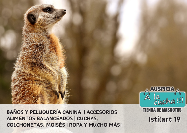 La Suricata