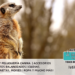 La Suricata