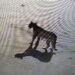 Alertan sobre la presencia de un puma merodeando en Claromeco