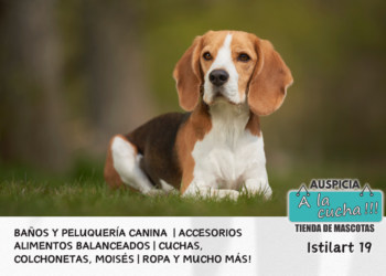 El Beagle