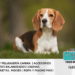 El Beagle