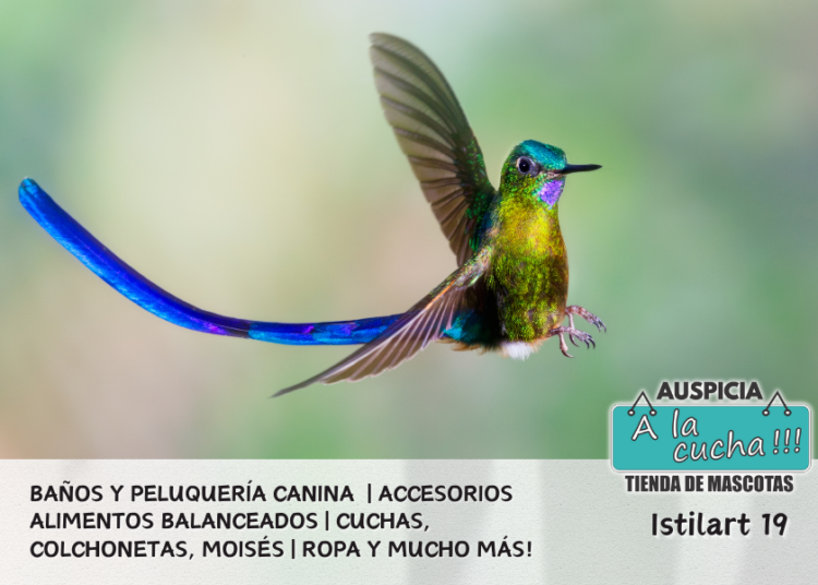 Colibrí Cola de Espátula
