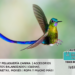 Colibrí Cola de Espátula