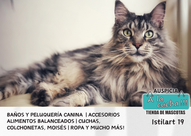 Maine Coon