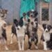PACMA realiza una feria especial para recaudar fondos destinados a vacunar 250 perros