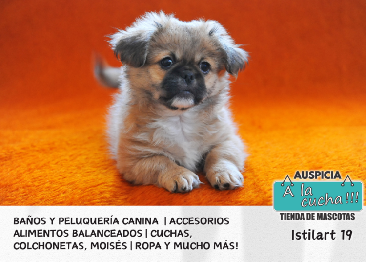El Pekinés