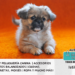 El Pekinés