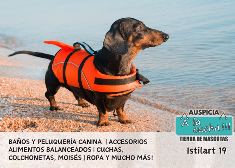 Perro Salchicha