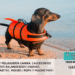 Perro Salchicha