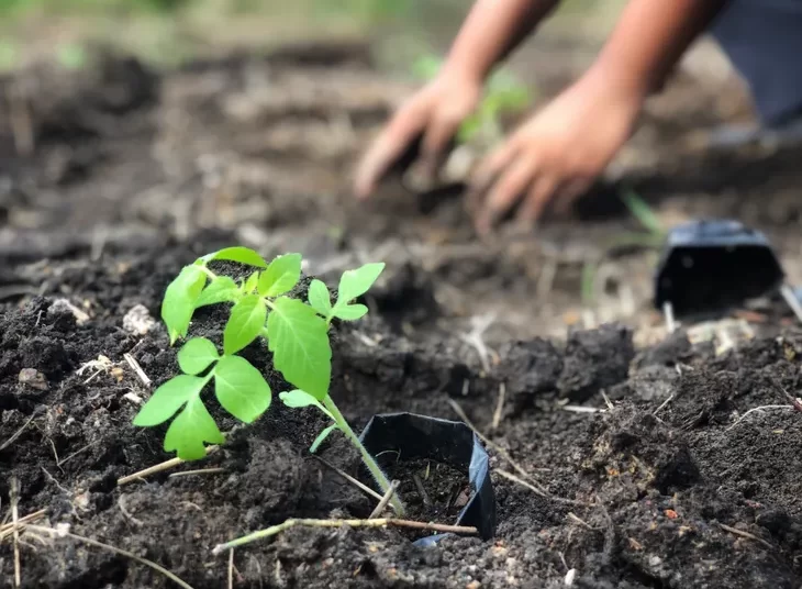 “Un Mundo Divertido con Voz” realizará una nueva feria de plantas en Plaza España