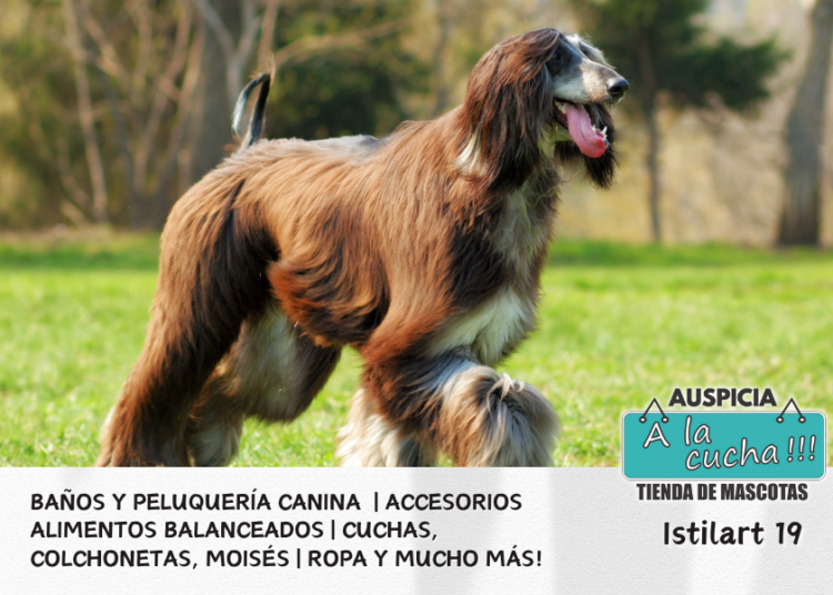 El Galgo Afgano