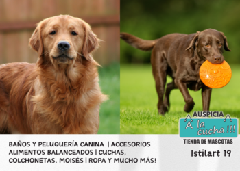 El Golden y el Labrador Retriever