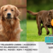 El Golden y el Labrador Retriever