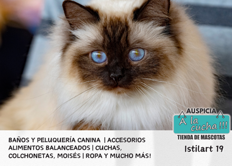 El Gato Sagrado de Birmania