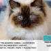 El Gato Sagrado de Birmania