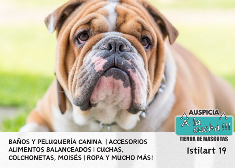 El Bulldog Inglés