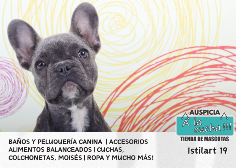 El Bulldog Francés