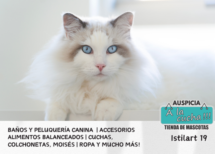 El Gato Ragdoll