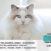 El Gato Ragdoll