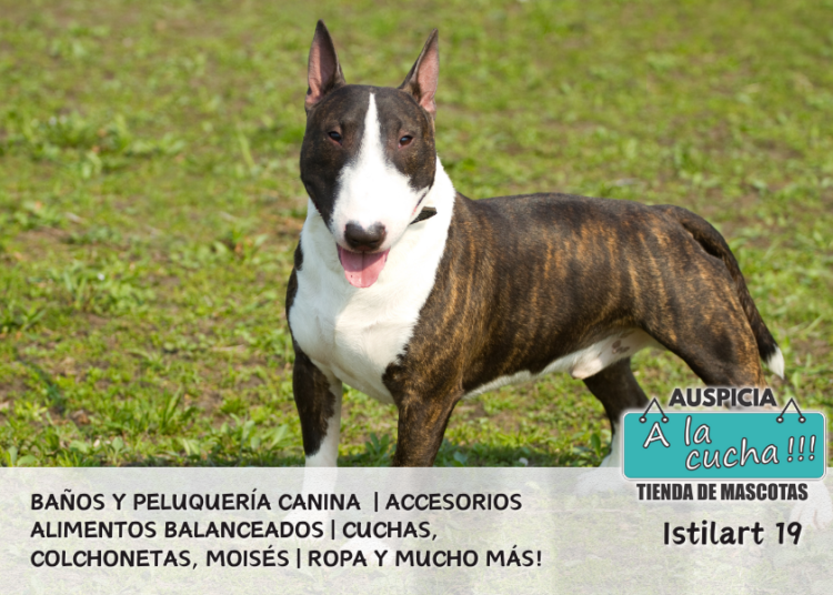El Bull Terrier