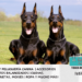 Dóberman Pinscher