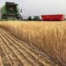 Avanza la cosecha de cebada y proyectan buenos rindes en la región
