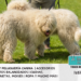 El Komondor