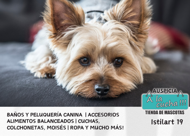 El Yorkshire Terrier