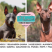 Xoloitzcuintle y Perro sin pelo del Perú