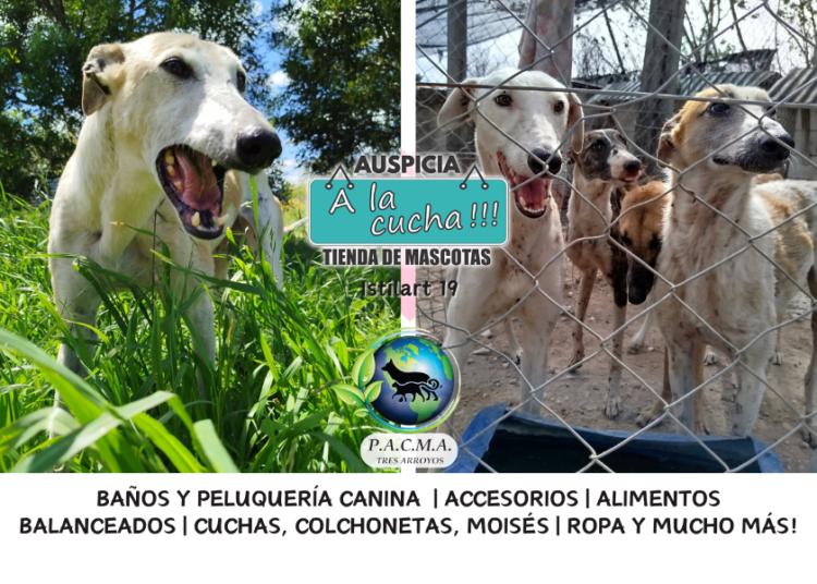 Corazones que esperan: El refugio de Tres Arroyos busca familias valientes para sus 250 perros