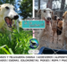 Corazones que esperan: El refugio de Tres Arroyos busca familias valientes para sus 250 perros
