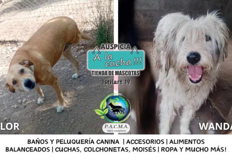 El refugio PACMA busca familias responsables para dar respuesta a la sobrepoblación animal en Tres Arroyos