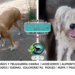 El refugio PACMA busca familias responsables para dar respuesta a la sobrepoblación animal en Tres Arroyos