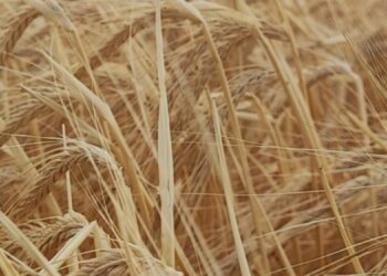 La cebada, un cultivo clave para Buenos Aires: fuerte protagonismo del sur provincial