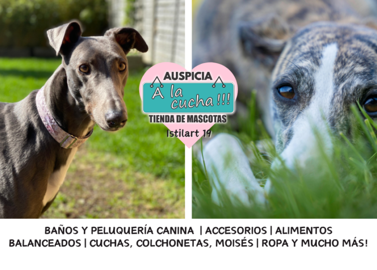 El Galgo