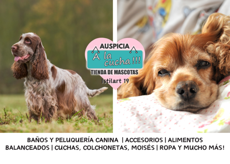 El encanto del Cocker Spaniel