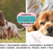 El encanto del Cocker Spaniel