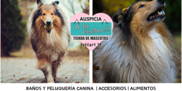 El Collie