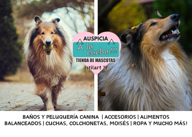 El Collie