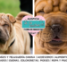 El legado del Shar Pei