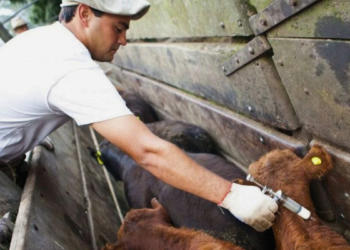 La vacunación antiaftosa se realizará en marzo y abril