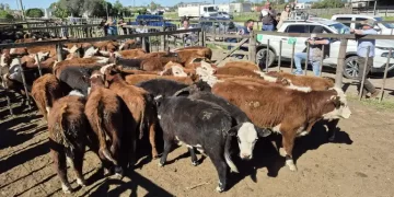 Primer remate feria del año: 600 cabezas confirmadas