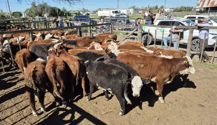 Primer remate feria del año: 600 cabezas confirmadas